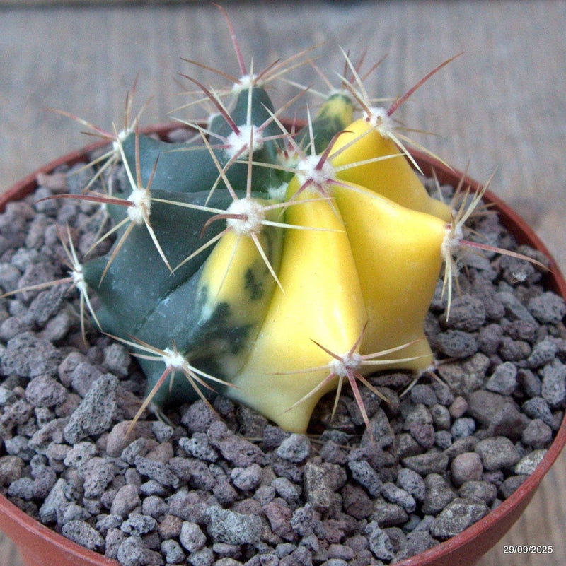 D6716 FEROCACTUS GRACILIS VARIEGATED pot10-H5-W6,5 cm MaMa Cactus Green Plant