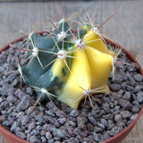 D6716 FEROCACTUS GRACILIS VARIEGATED pot10-H5-W6,5 cm MaMa Cactus Green Plant