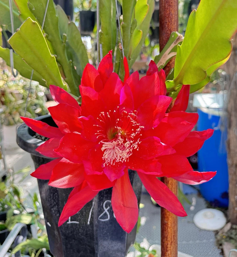 Red epiphyllum orchid cactus flower with green pads, potted plant