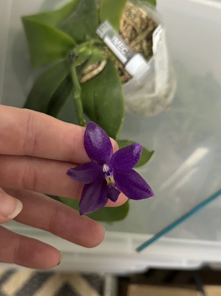 Purple Phalaenopsis orchid flower held in a hand, with green leaves