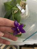 Original Phal Phalaenopsis Flask (Lyndon Zebra '867') x  (B. Eagle x B. Ludde) Orchids