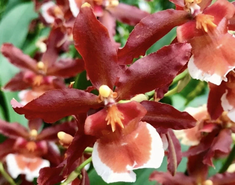Ons. Hilo Firecracker Sangria In Multi Spike Orchids