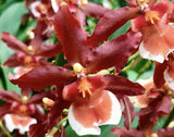 Ons. Hilo Firecracker Sangria In Multi Spike Orchids