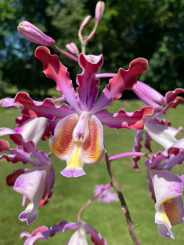 Orchid flower cluster with red-pink petals and yellow centers on branching stems