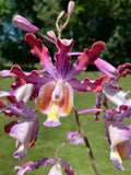 Shomburkia Tibicinis Orchids