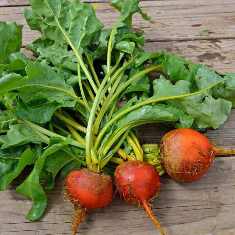 100+ GOLDEN DETROIT BEET SEEDS FRESH HARVEST FOR GARDENS Garden Plants