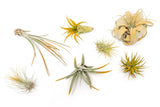 Orange Tillandsia Air Plants Ð Colorful, Easy Care Live Decor for Home & Garden Garden Plants