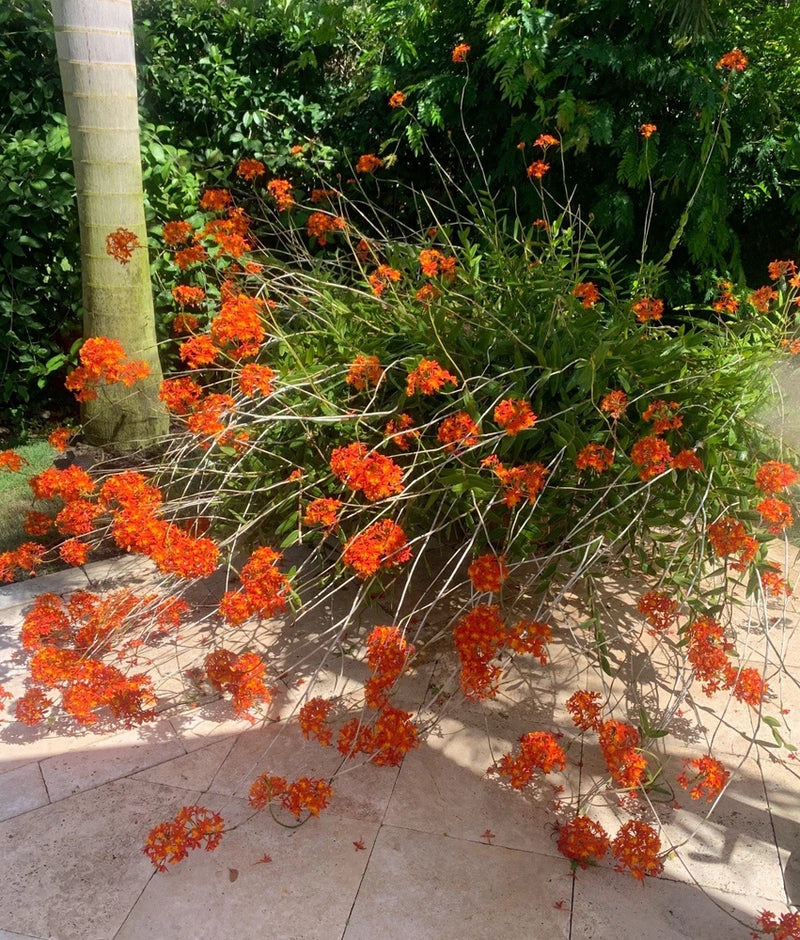 Orange orchid plant with branching flower spikes