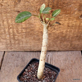 D4668 EUPHORBIA MILLOTII pot7-H14-W2 cm MaMa Cactus Green Plant