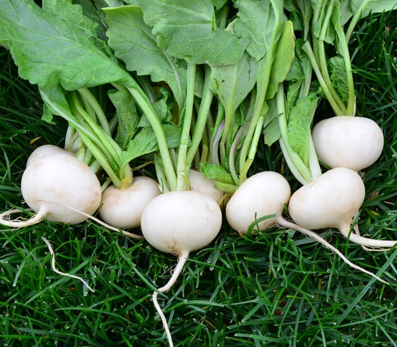 700+ HAILSTONE RADISH SEEDS. FRESH FOR GARDENS DELICIOUS Garden Plants