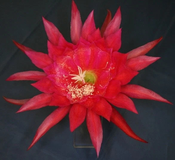Orchid cactus (epiphyllum) flower with red-pink star petals and pale green center