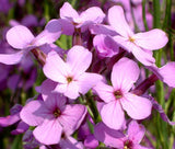 DAMES ROCKET Hesperis Matronalis - 10,000 Bulk Seeds Garden Plants