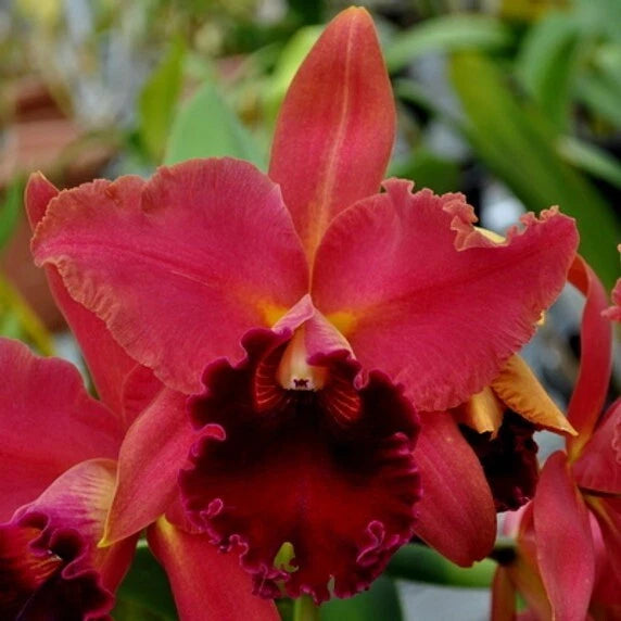 Live orchid plant with bright pink ruffled petals and a dark maroon center