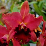 Live Orchid Plant --Live orchid plantÑRlc. Sharon King 'Volcano Queen' Orchids