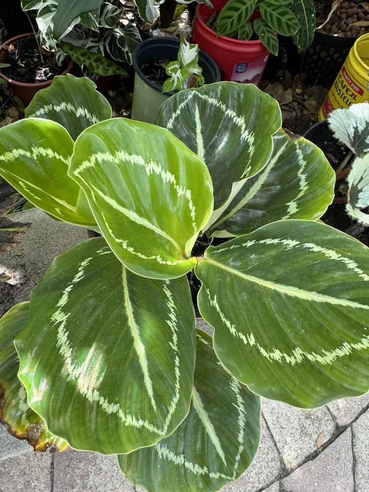 Green variegated calathea plant with white-edged leaves in a pot