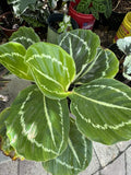 Calathea Green Goddess Roseopicta Plant Orchids