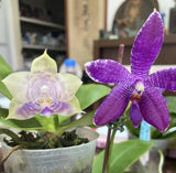 QM430A Phal. Mituo Purple Dragon #4 x Phal. Mainshow Blue Tint Orchids