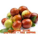 Sugarcane Jujube chinese Date Ziziphus jujuba live plant & seeds fast grow bulk,to Orchids
