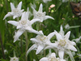 500 Leontopodium alpinum Seeds - Edelweiss Seeds Sunflower
