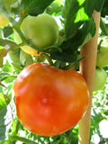 Extrim - a hardy and productive container tomato Garden Plants