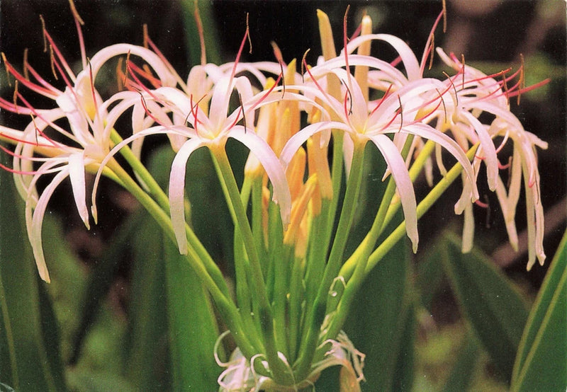 Flower Spider Lily Vintage Continental Postcard Unposted Lily