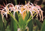 Flower Spider Lily Vintage Continental Postcard Unposted Lily