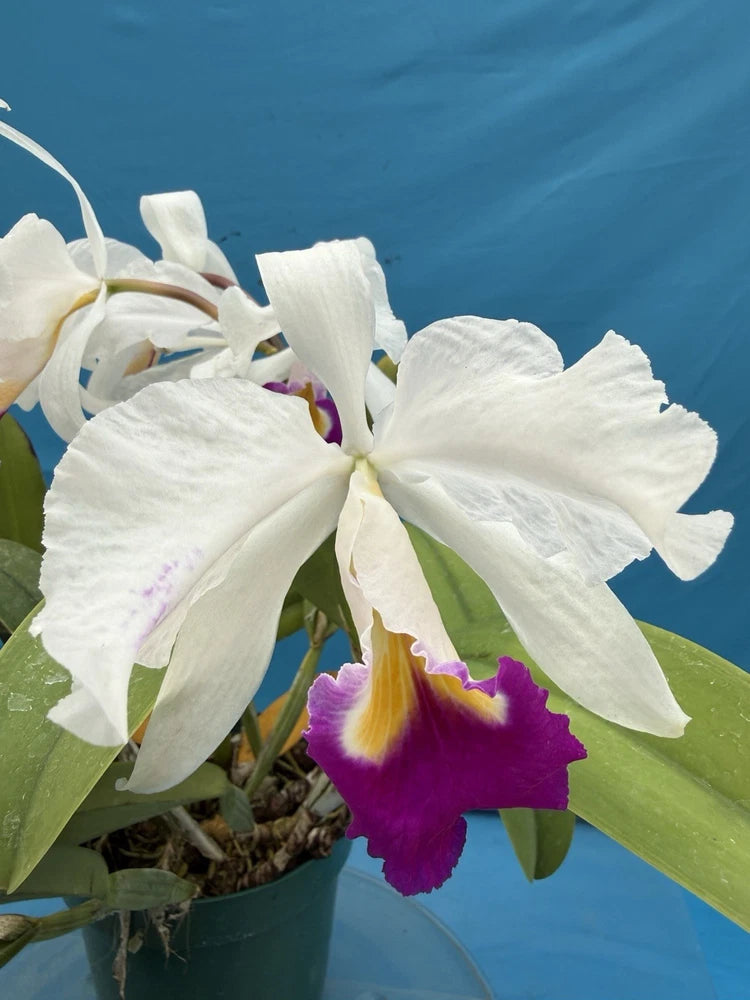 White Cattleya orchid with ruffled petals and a purple flower lip, green leaves