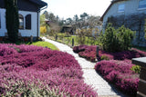 100 Scotch TRUE HEATHER Shrub Scot's Purple Pink Flower Calluna Vulgaris Seeds Garden Plants