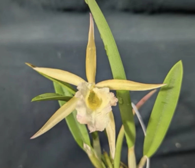 Orchid flower with white petals and yellow center, green leaves