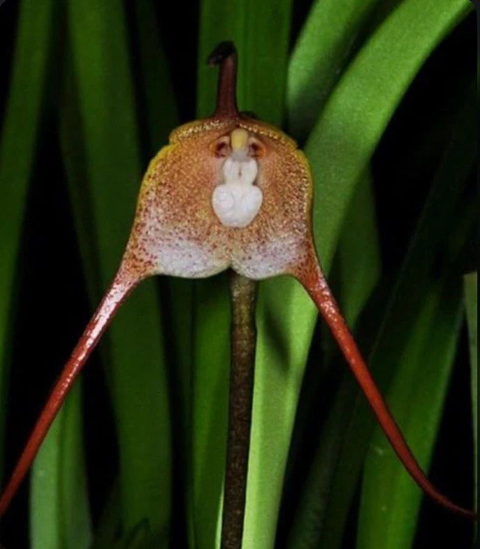 Red-orange speckled orchid bloom with white center and drooping petals