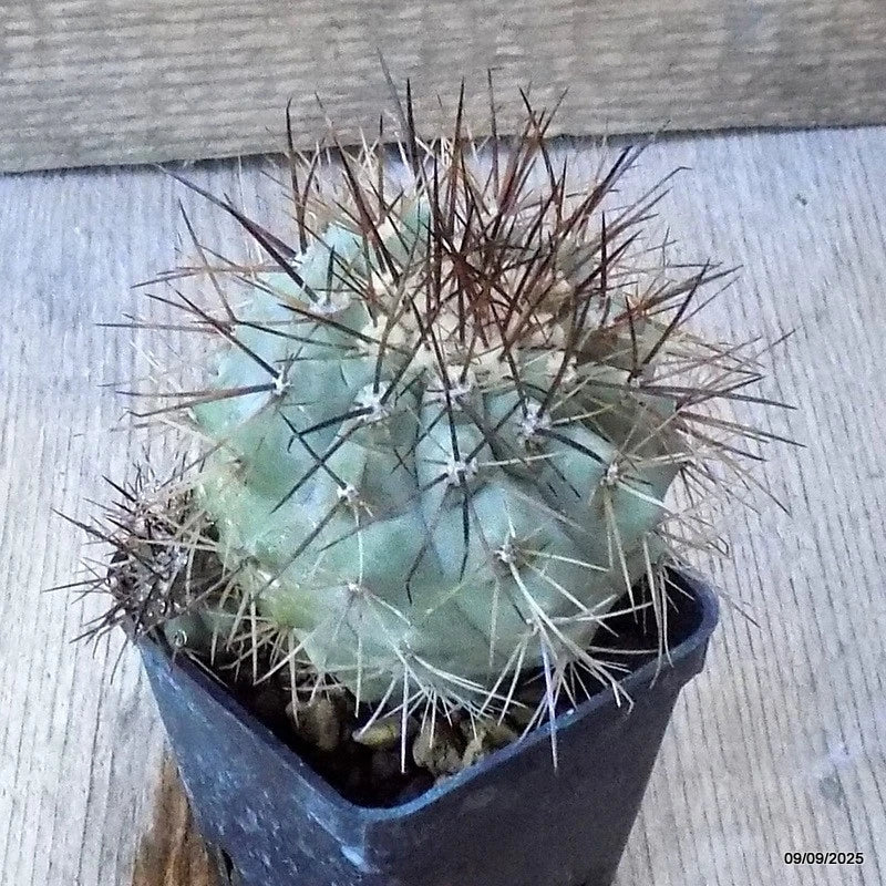 D6323 COPIAPOA KRAINZIANA pot6-H7-W8 cm MaMa Cactus Green Plant