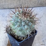 D6323 COPIAPOA KRAINZIANA pot6-H7-W8 cm MaMa Cactus Green Plant