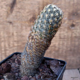 D3417 CORYPHANTHA ECHINOIDEA pot10-H13-W4 cm MaMa Cactus Green Plant
