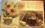 Mining, NEVADA, Post Card, NEVADA STATE FLOWER 1908 Sunflower Sunflower