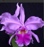 Cattleya Euphrasis Fragrant Flowering Orchid Pink Purple Yellow Live Plant Orchids