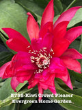 Rooted Epiphyllum Orchid Cactus ÒKiwi Crowd pleaserÓ Growing In 4Ó Starter Pot. Orchids