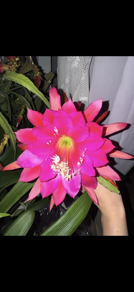 Pink orchid cactus flower with spiky petals and yellow center, with green leaves