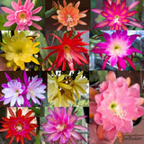 6 Mystery Epiphyllum Orchid Cactus Cuttings, Mixed colors, Assorted - Not Named Orchids