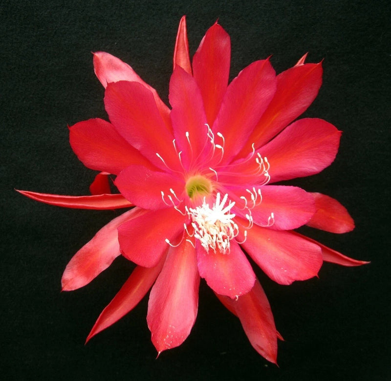 Orchid cactus flower with bright red-pink long petals and white stamens