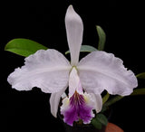 RARE GORGEOUS CATTLEYA LUEDDEMANNIANA COERULEA ORCHID SPECIES FRAGRANT Orchids