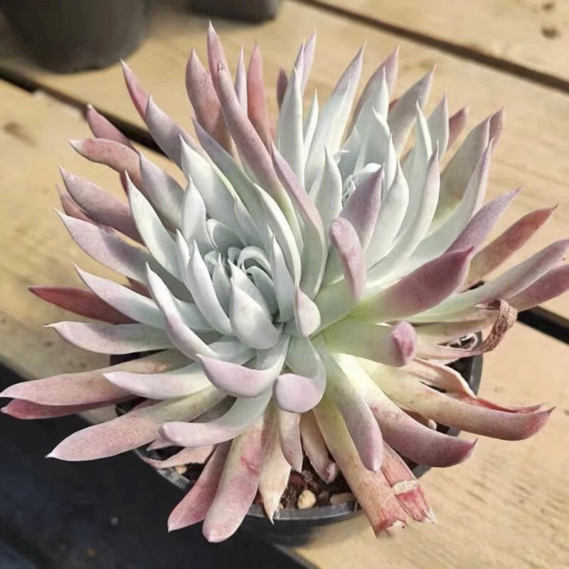 5CM Succulent Plant Dudleya Nubigena Crassulaceae Home Garden Beautiful Plant Garden Plants