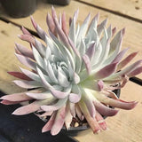 5CM Succulent Plant Dudleya Nubigena Crassulaceae Home Garden Beautiful Plant Garden Plants