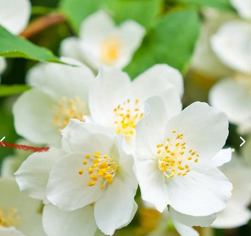Sweet mock orange starter plant with white 5-petal blossoms and yellow centers