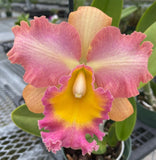 Fragrant Orchid Brassolaeliocattleya Oda Volcano Queen Mounted with Extra Mount Orchids