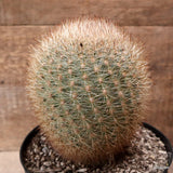 D7897 MATUCANA HAYNEI pot18-H16-W13 cm MaMa Cactus Green Plant