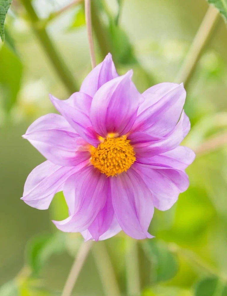 Pink and lavender dahlia flower with yellow center on green stem