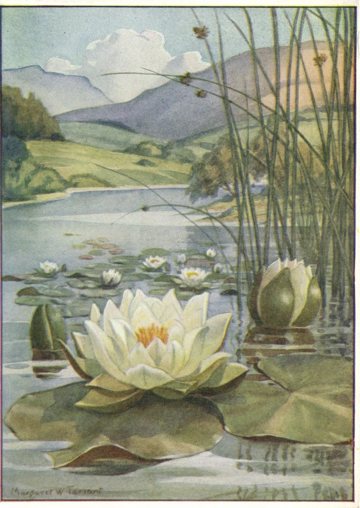 Framed print of white water lilies and lily pads on a pond with cattails