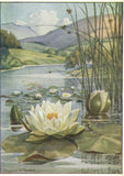 PC ARTIST SIGNED MARGARET W. TARRANT FLOWERS WHITE WATER LILY (b63363) Lily