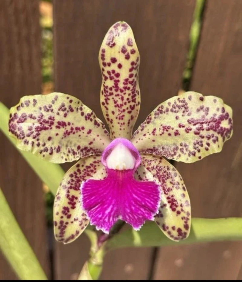 Spotted yellow orchid bloom with magenta center lip and purple speckles