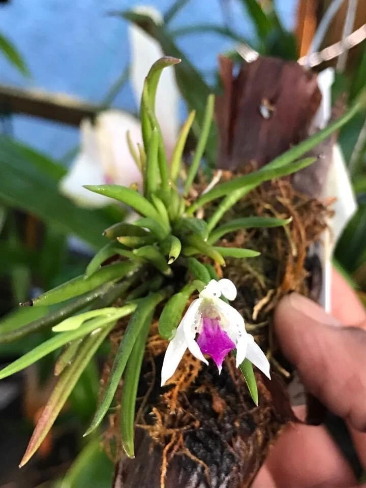 Bicolor miniature orchid with white petals and purple lip, green leaves on mounted roots